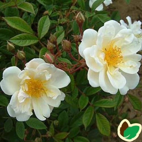 Rose Lykkefund / Klatrerose