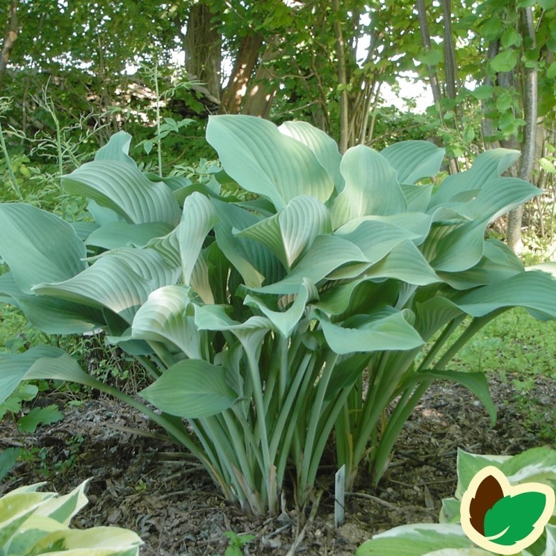 Hosta hybrid Krossa Regal / Funkia