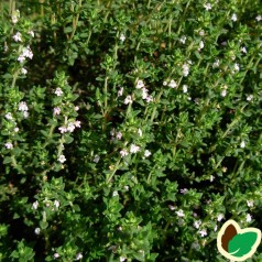 Thymus vulgaris Compactus / Timian