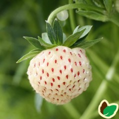 Jordbærplante PineBerry - Hvide jordbær