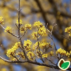 Kirsebærkornel Jolico - Cornus mas Jolico