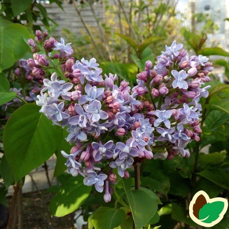 Syringa vulgaris Carpe Diem / Storblomstret Syren Syringa vulgaris Carpe Diem / Storblomstret Syren