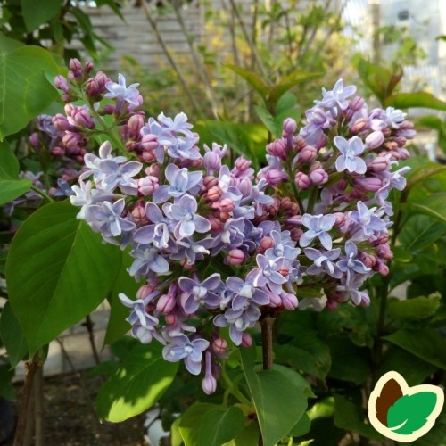 Syringa vulgaris Carpe Diem / Storblomstret Syren