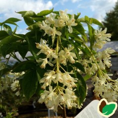 Staphylea pinnata / Blærenød