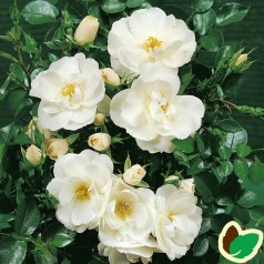 Rose Diamond Border / Bunddække rose Towne- og Country