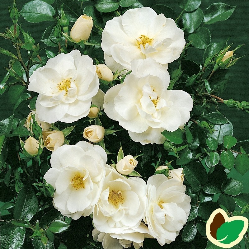 Rose Diamond Border / Bunddække rose Towne- og Country