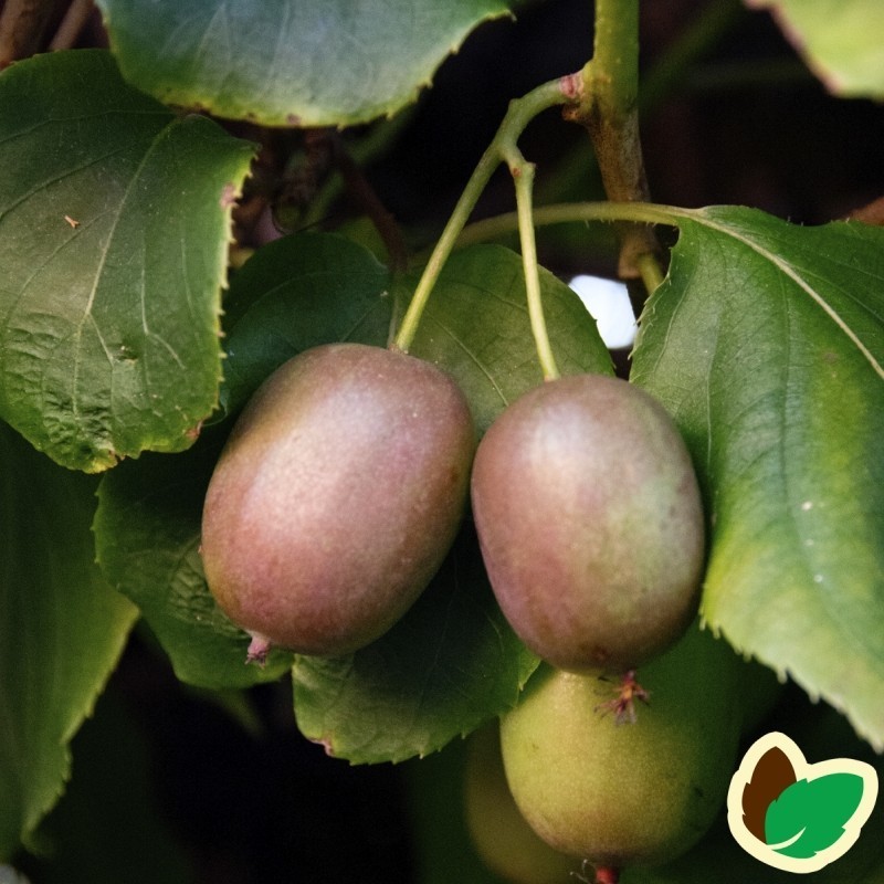 Stikkelsbærkiwi Bayern (Hun) - Actinidia arguta Bayern Stikkelsbærkiwi Bayern (Hun) - Actinidia arguta Bayern