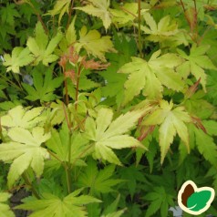 Acer palmatum Orange Dream / Japansk Løn / Japansk Ahorn