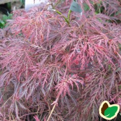Acer Palmatum Ornatum / Japansk Løn / Japansk Ahorn