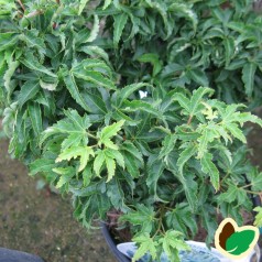 Acer palmatum Shishigashira / Japansk Løn / Japansk Ahorn