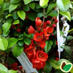 Chaenomeles japonica Sargentii - Japansk Kvæde