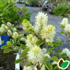 Fothergilla Major / Troldel