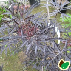 Sambucus nigra Black Lace - Rødfliget Hyld