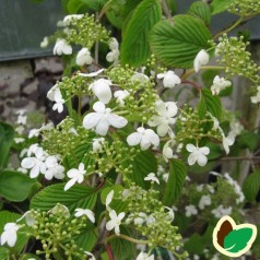 Viburnum plicatum Kilimanjaro - Japansk snebold