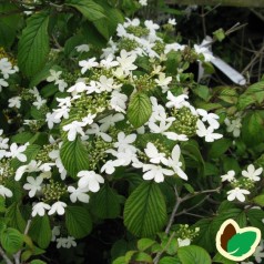Viburnum plicatum Watanabe / Japansk Snebolle