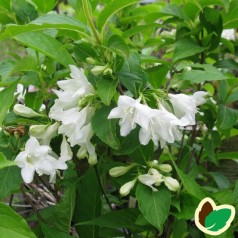 Weigela florida Candida - Klokkebusk