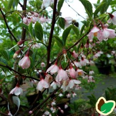 Styrax japonica Pink Chimes / Japansk Sneklokke