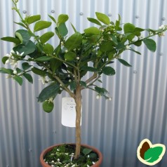 Limetræ - Citrusplante