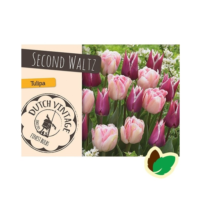 Tulipanløg - Blanding Second Waltz - 15 Løg