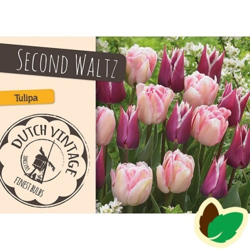 Tulipanløg - Blanding Second Waltz - 15 Løg