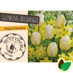 Tulipanløg og Påskeliljeløg - Blanding Glowing Archangel - 12 Løg