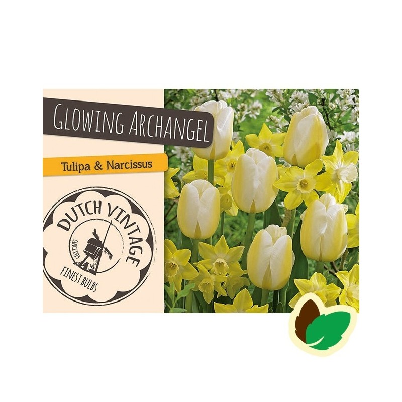 Tulipanløg og Påskeliljeløg - Blanding Glowing Archangel - 12 Løg