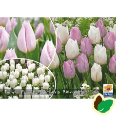 Tulipanløg - Blanding Prince Brothers - 50 Løg