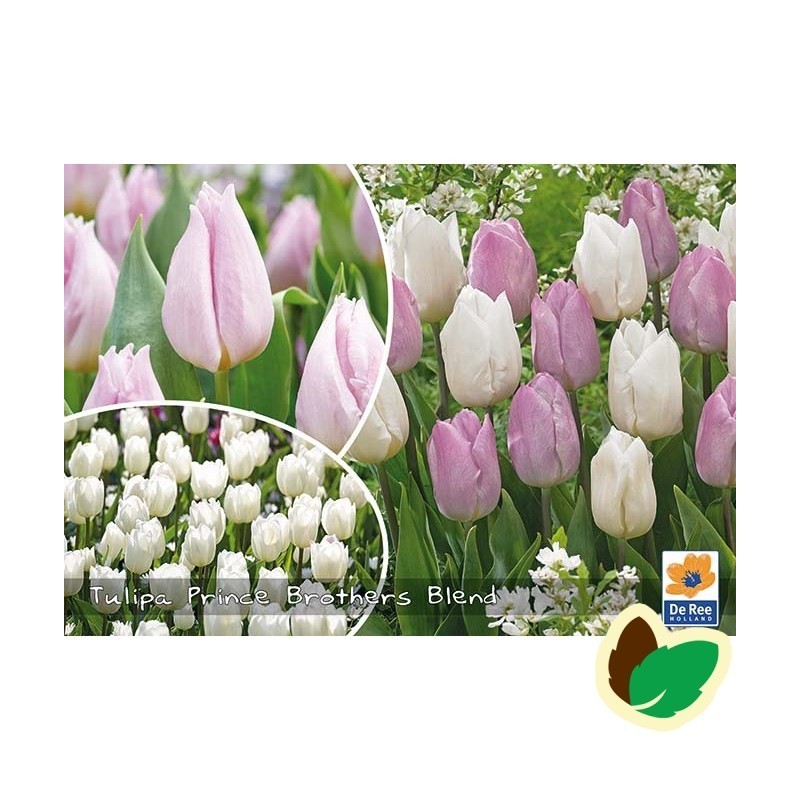 Tulipanløg - Blanding Prince Brothers - 50 Løg