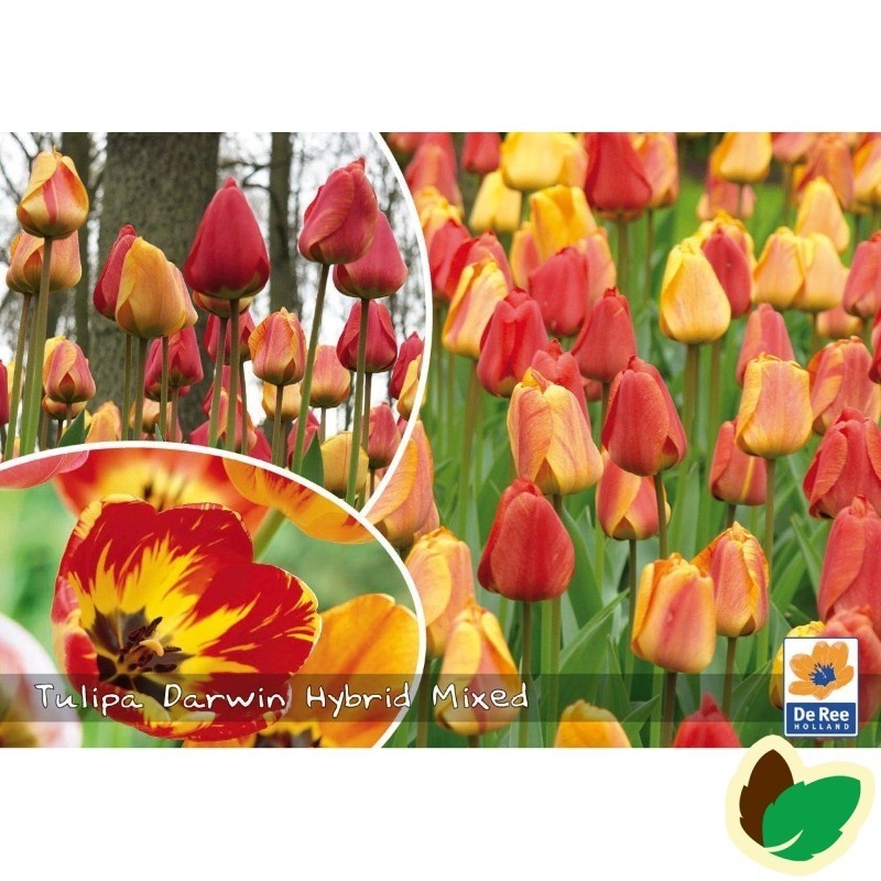 Tulipanløg - Blanding Darwin Hybrid Mix - 50 Løg