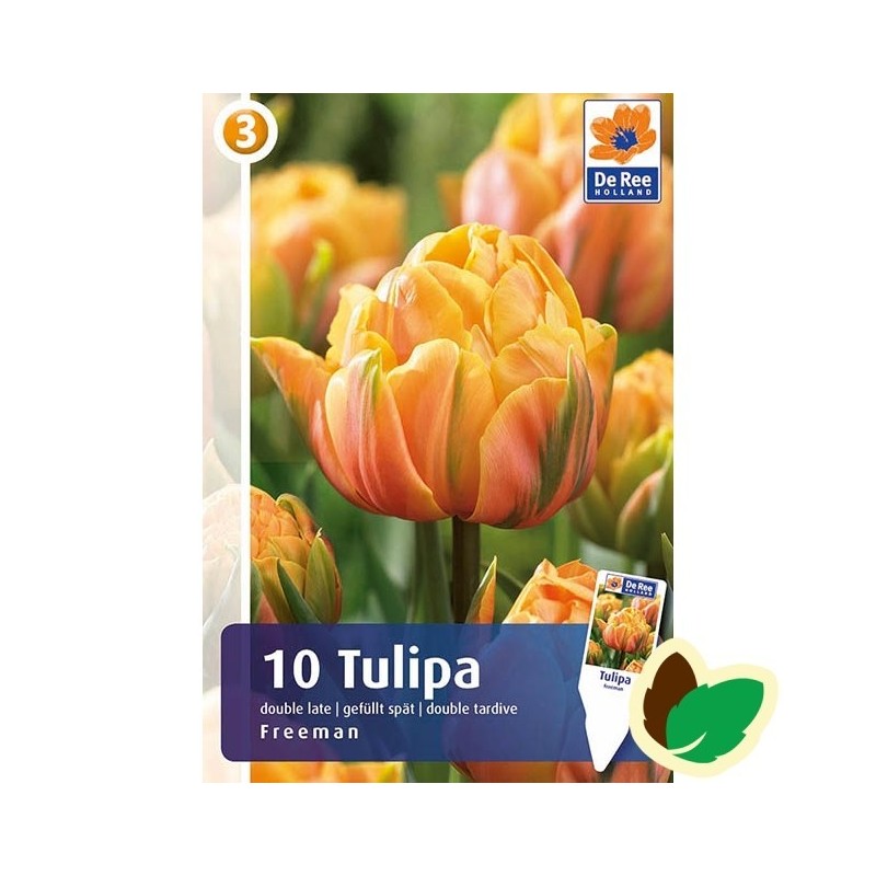 Tulipanløg Freeman / Dobbet Tulipan - 10 Løg