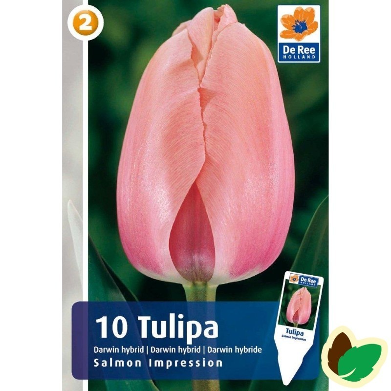 Tulipanløg Salmon Impression / Darwin Tulipan - 10 Løg