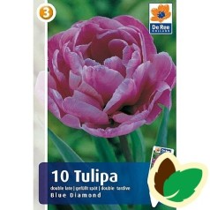 Tulipanløg Blue Diamond / Dobbelt Tulipan - 10 Løg