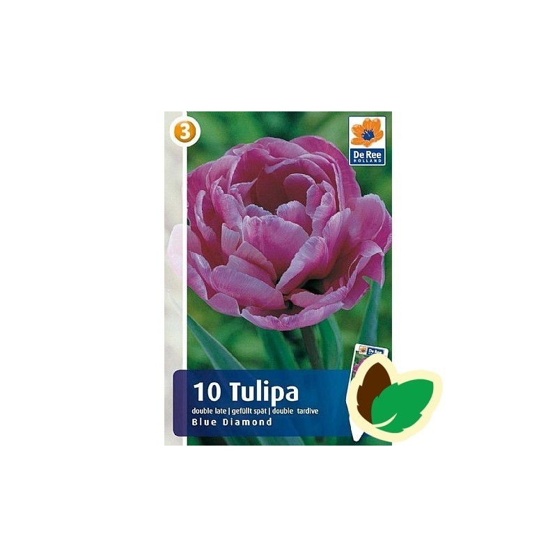 Tulipanløg Blue Diamond / Dobbelt Tulipan - 10 Løg