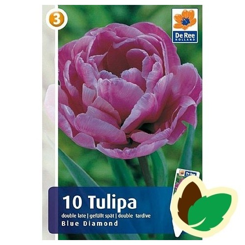 Tulipanløg Blue Diamond / Dobbelt Tulipan - 10 Løg