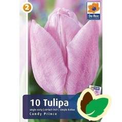 Tulipanløg Candy Prince / Enkelt Tulipan - 10 Løg