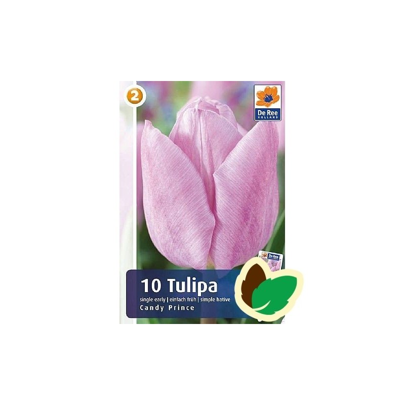 Tulipanløg Candy Prince / Enkelt Tulipan - 10 Løg