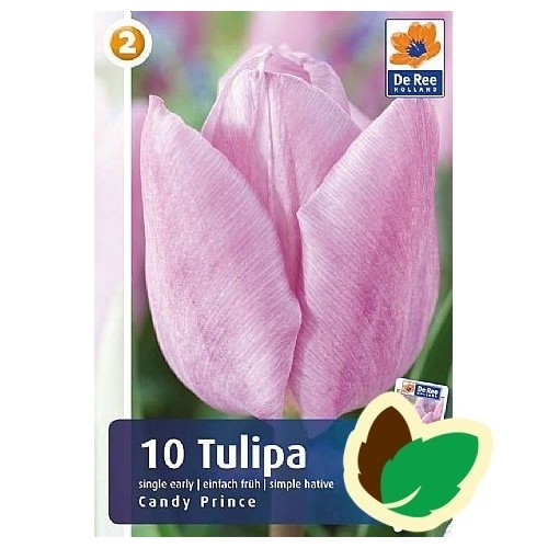 Tulipanløg Candy Prince / Enkelt Tulipan - 10 Løg