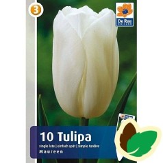 Tulipanløg Maureen / Tulipan - 10 Løg