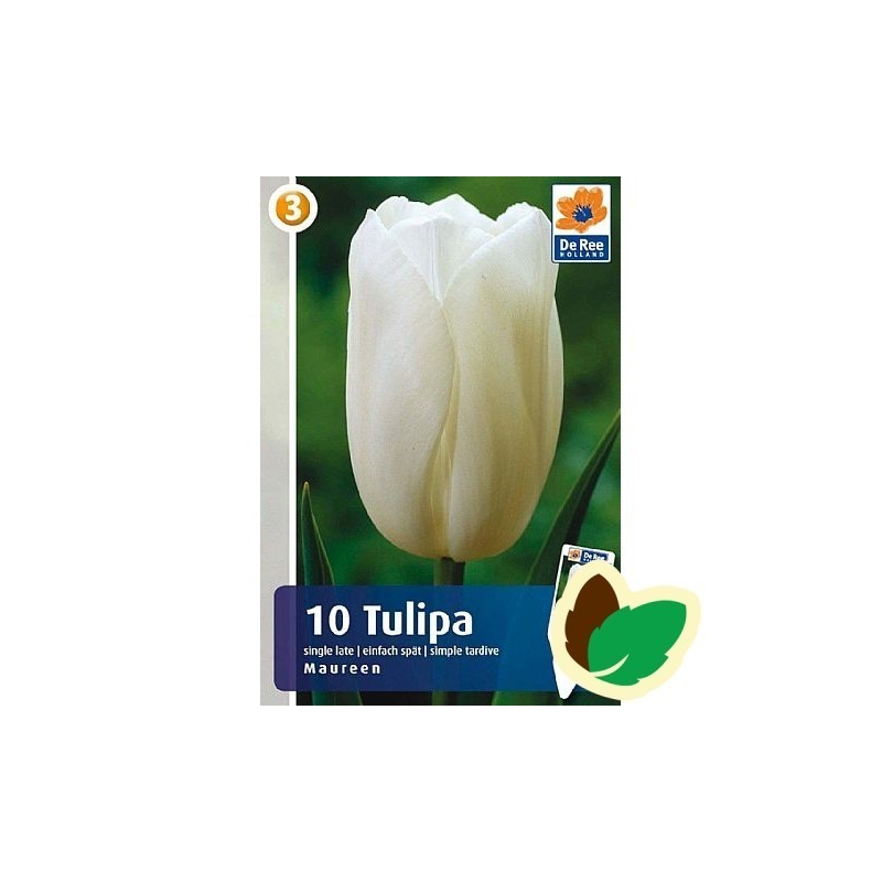 Tulipanløg Maureen / Tulipan - 10 Løg