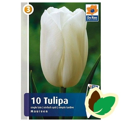 Tulipanløg Maureen / Tulipan - 10 Løg