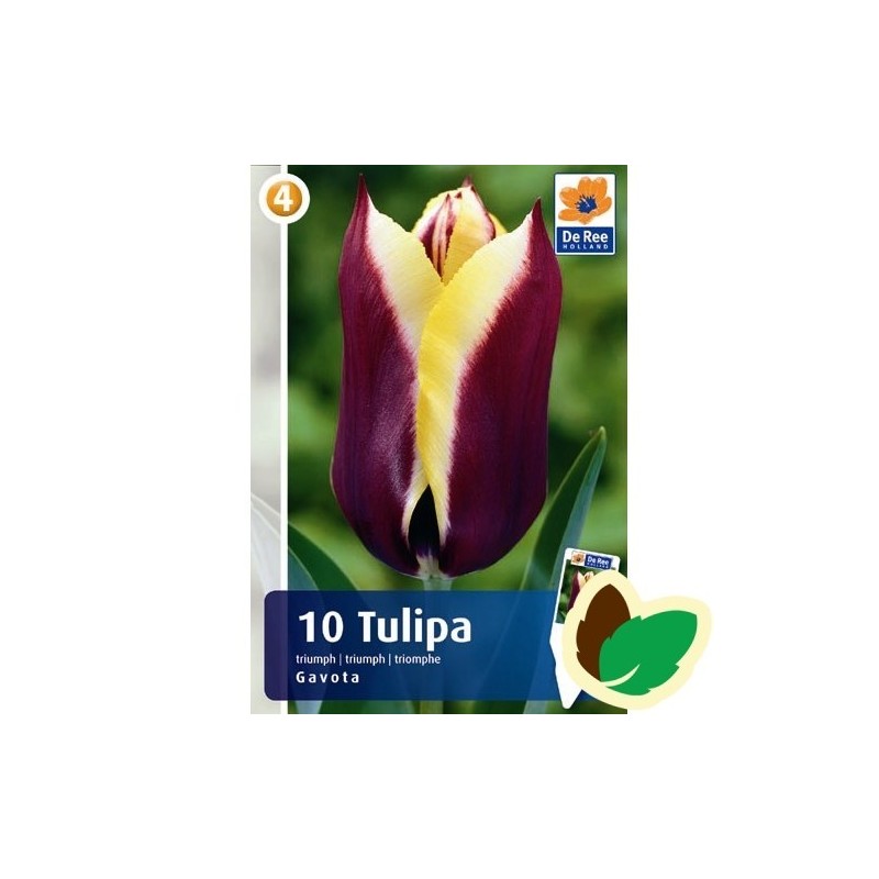 Tulipanløg Gavota / Triumph Tulipan - 10 Løg