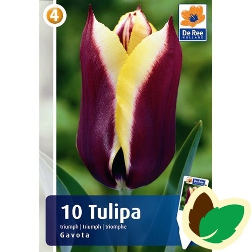 Tulipanløg Gavota / Triumph Tulipan - 10 Løg