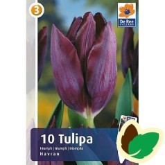 Tulipanløg Havran - Triumph Tulipan / 10 løg