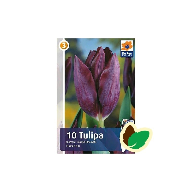 Tulipanløg Havran - Triumph Tulipan / 10 løg