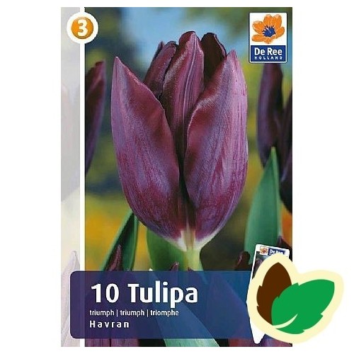 Tulipanløg Havran - Triumph Tulipan / 10 løg