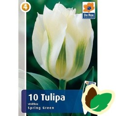 Tulipanløg Spring Green / Viridiflora Tulipan - 10 Løg