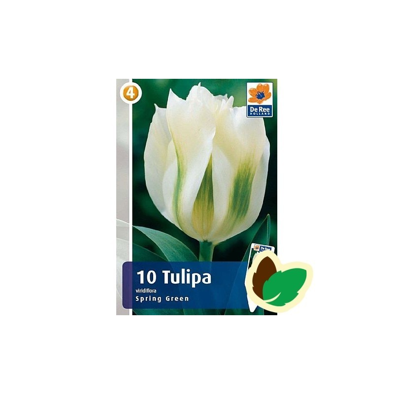 Tulipanløg Spring Green / Viridiflora Tulipan - 10 Løg