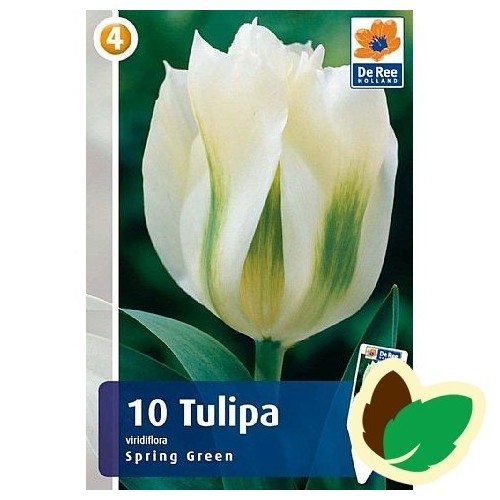 Tulipanløg Spring Green / Viridiflora Tulipan - 10 Løg