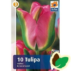 Tulipanløg Grønland / Viridiflora Tulipan - 10 Løg