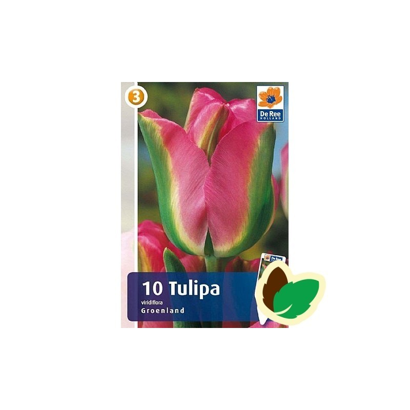 Tulipanløg Grønland / Viridiflora Tulipan - 10 Løg